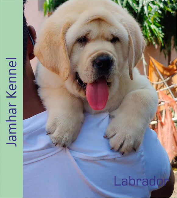 Labrador Retriever
